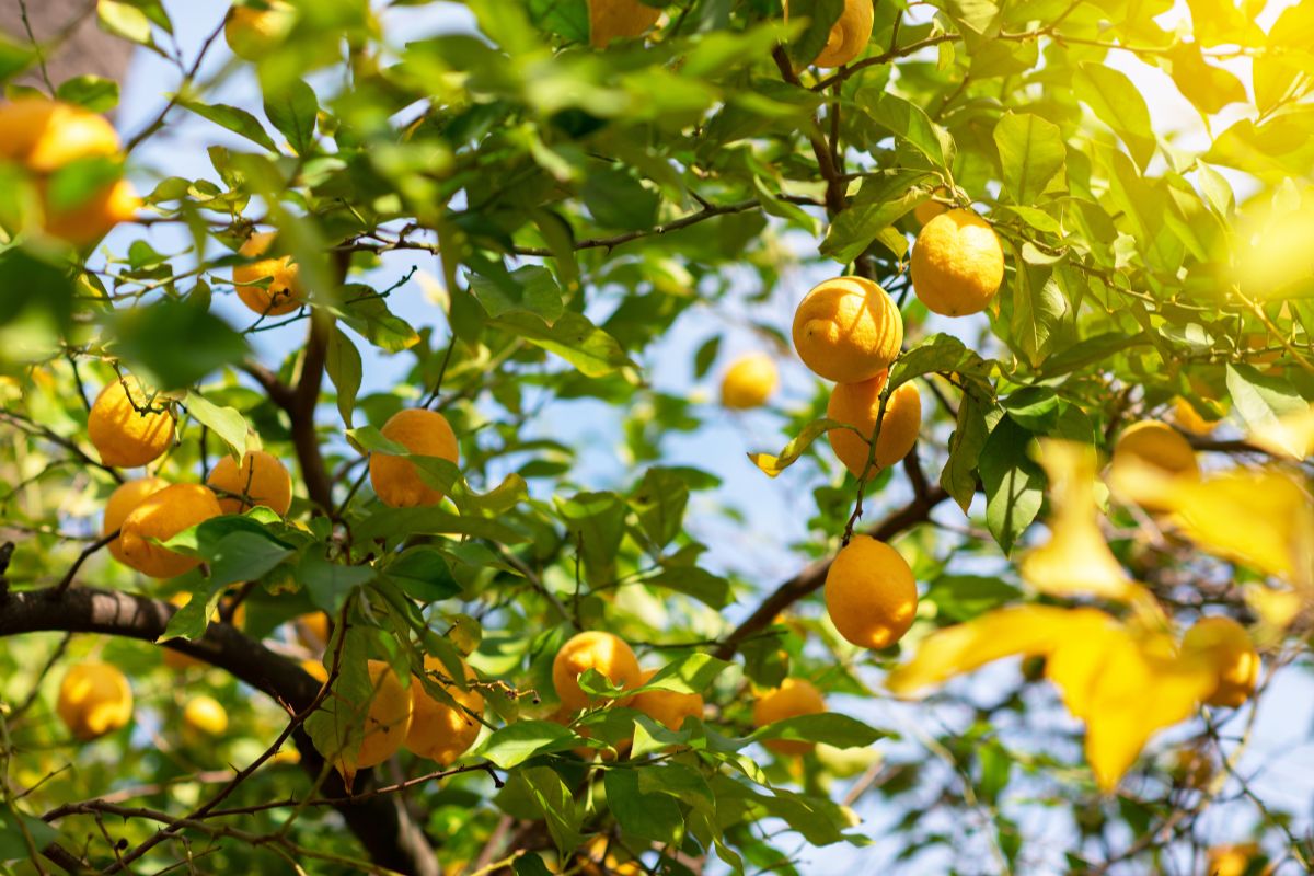 Limone in autunno