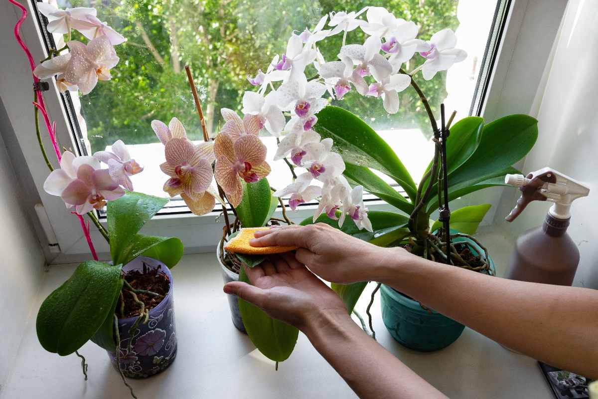 Pulire le foglie dell'orchidea per mantenerla in salute