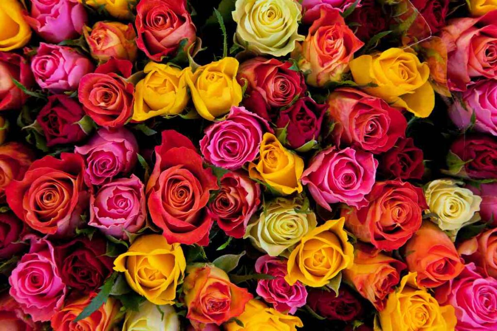 I significati dei colori delle rose