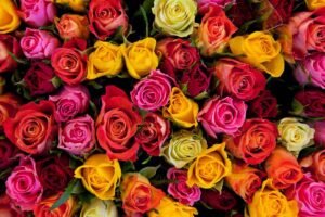 I significati dei colori delle rose