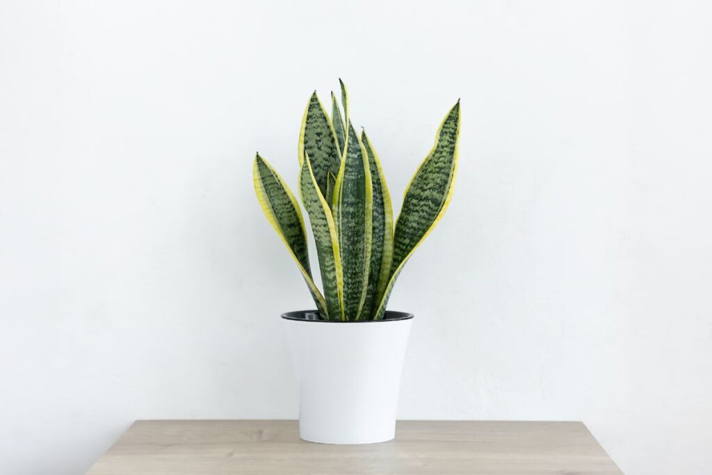 Curare una Sansevieria