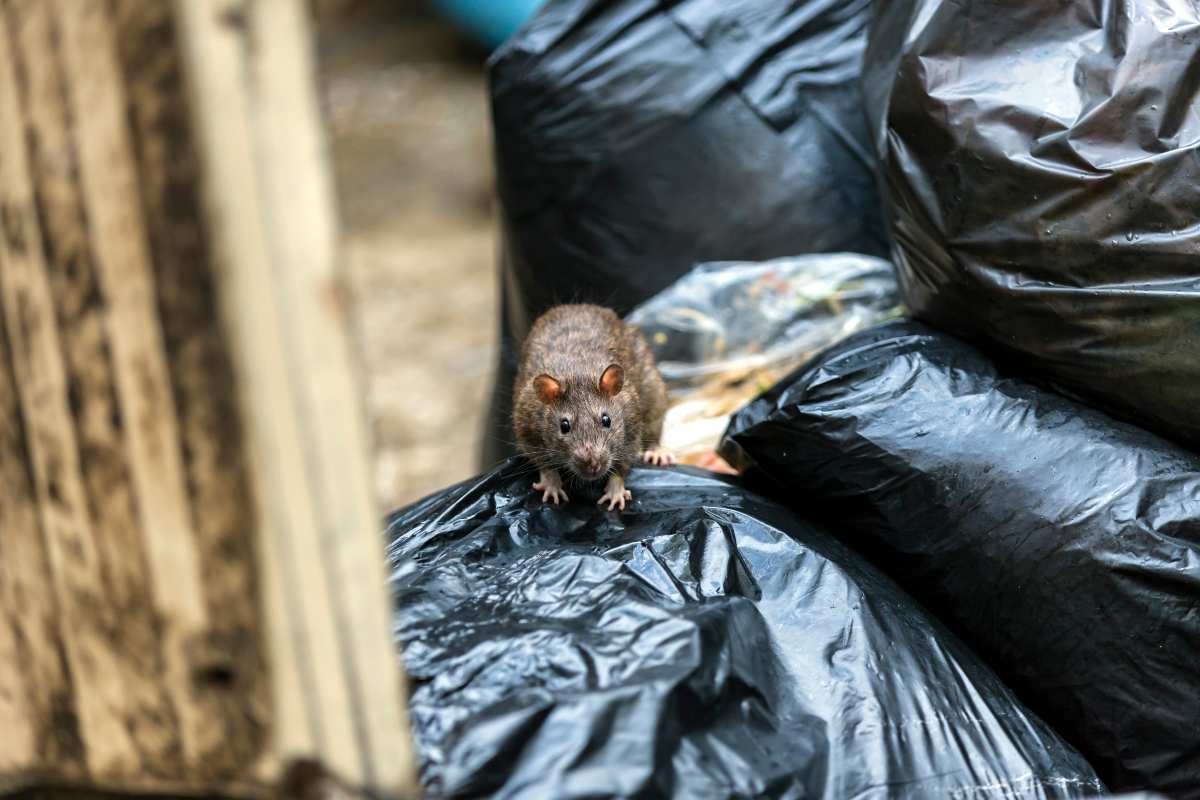 Come evitare che i topi infestino casa