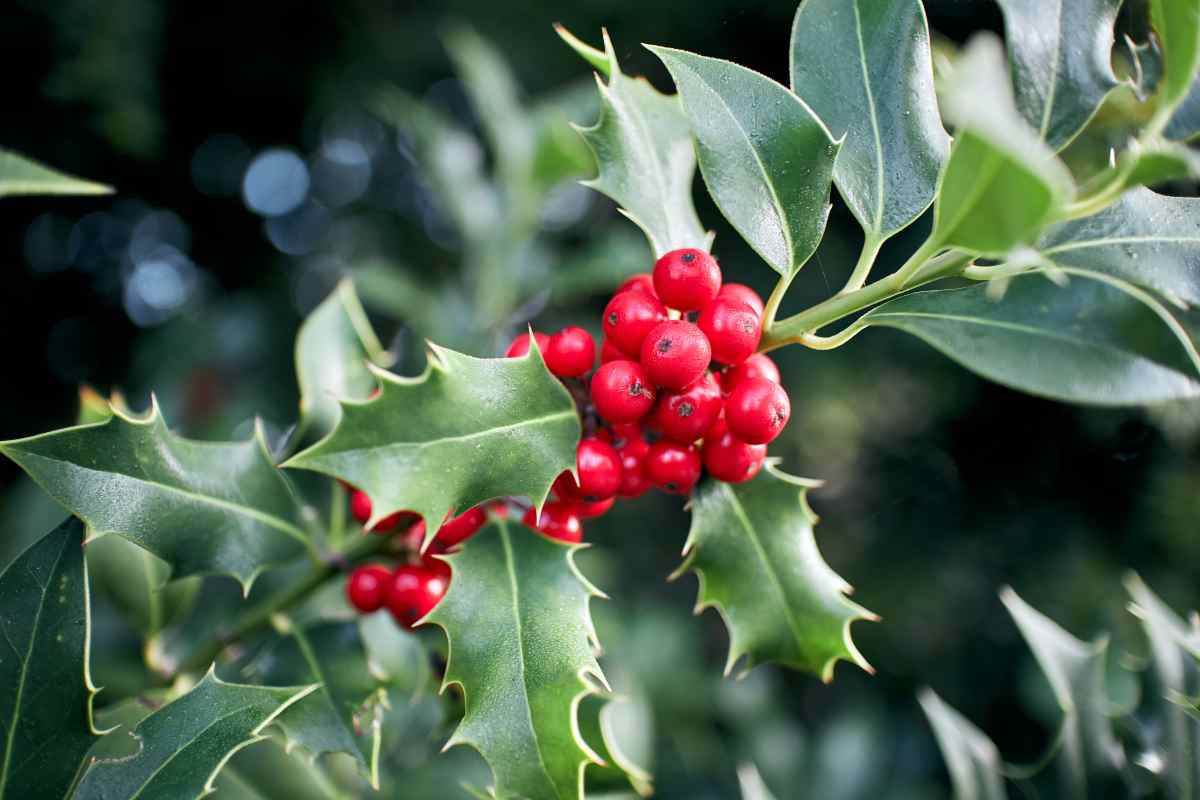 Le 6 piante con bacche che ravvivano il giardino in inverno