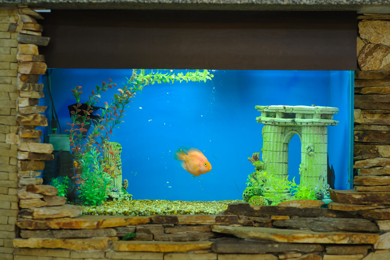 Arredare con un acquario, idee per la casa.