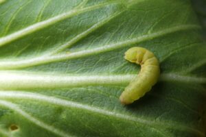 perché i bruchi verdi sono dannosi per le piante