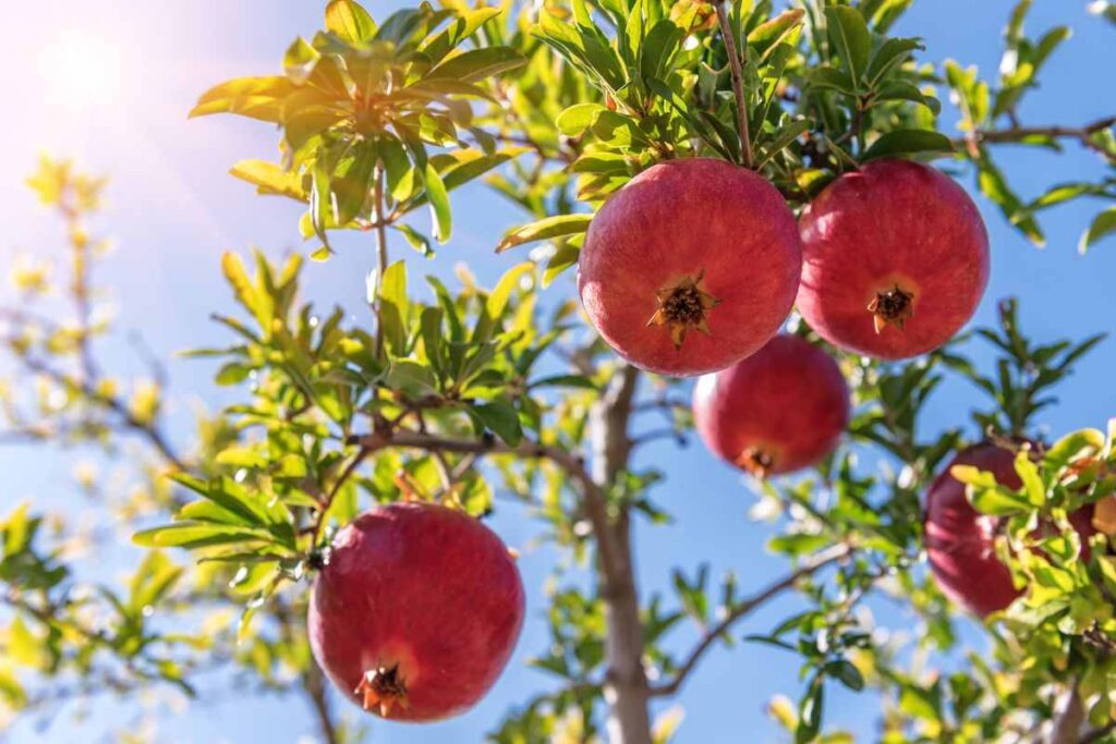 moltiplicare il melograno: in che modo