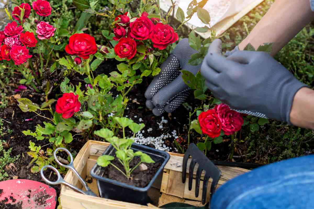 I rimedi naturali per la concimazione delle rose in autunno. 