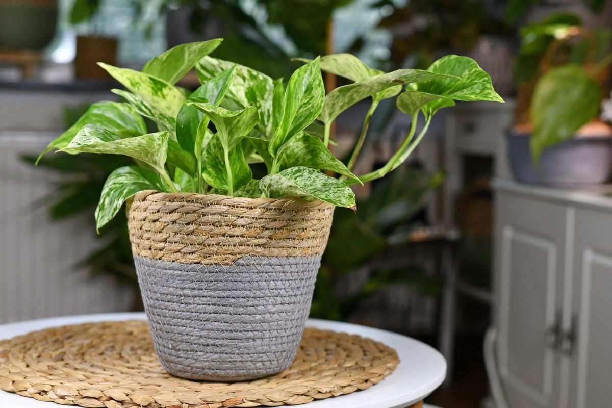 idee per decorare con Pothos