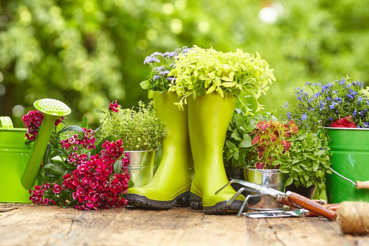 giardinaggio peonie