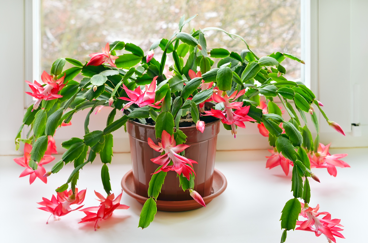 Schlumbergera Caryophyllales