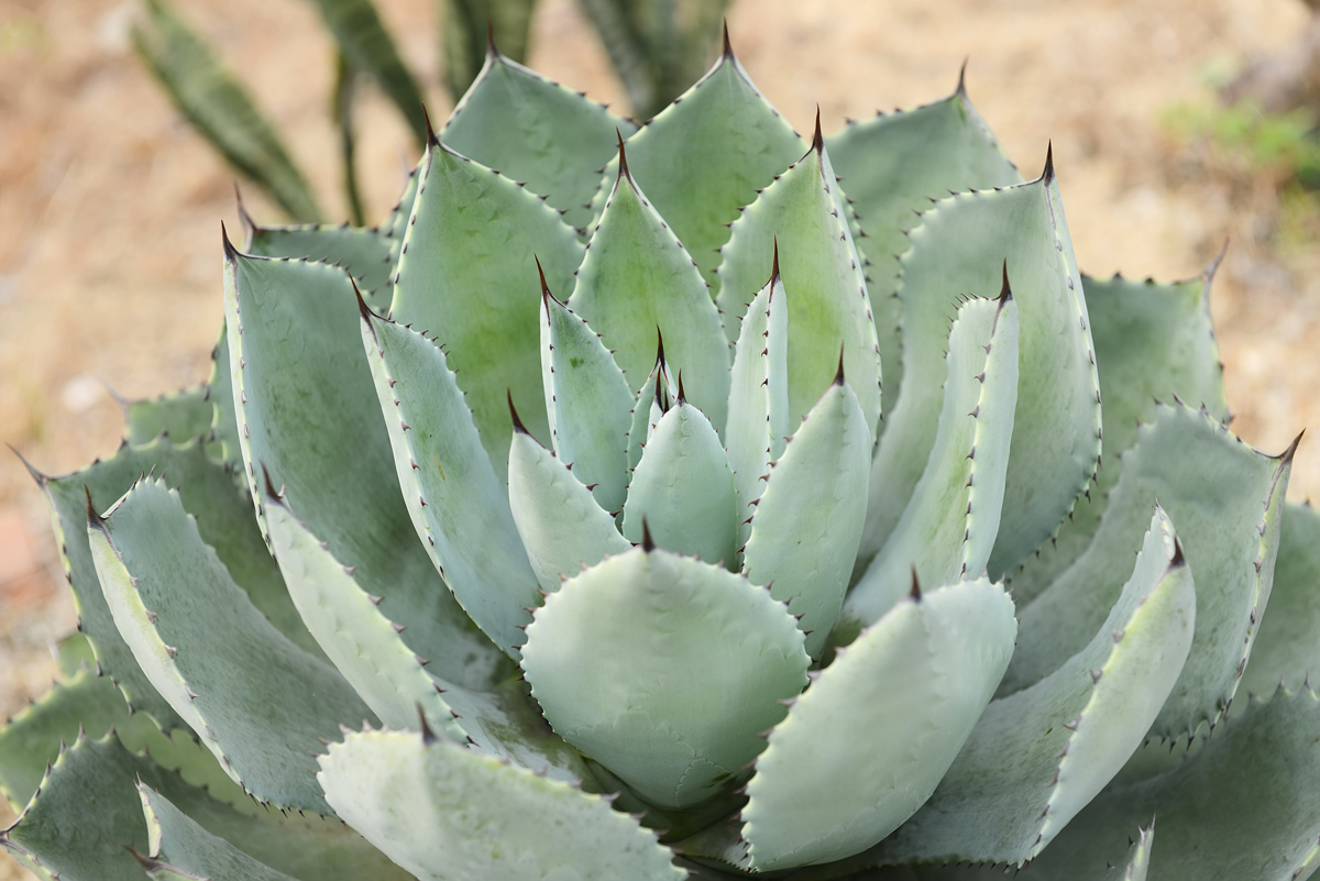 Agave marmorata