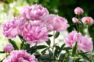 come curare le peonie