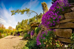 Phlox Strisciante: il segreto per aiuole incantevoli e resistenti in giardino