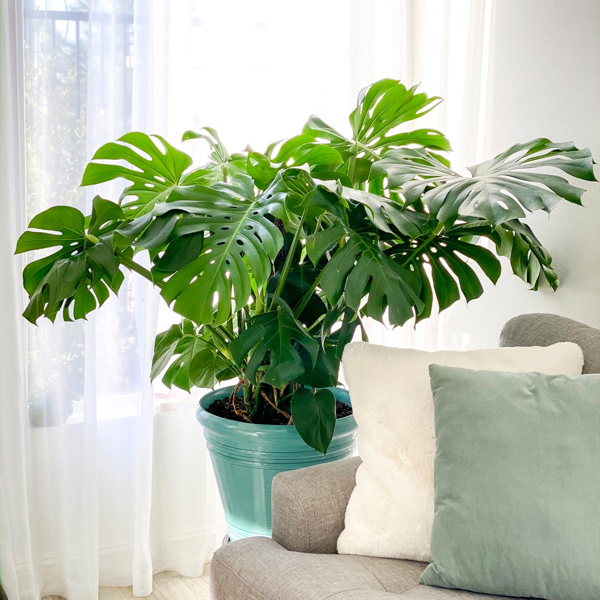 Piante eleganti da appartamento: Monstera deliciosa o pianta del pane