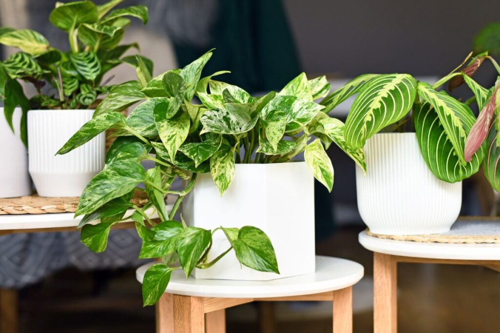 perché il Pothos è perfetto per il freddo