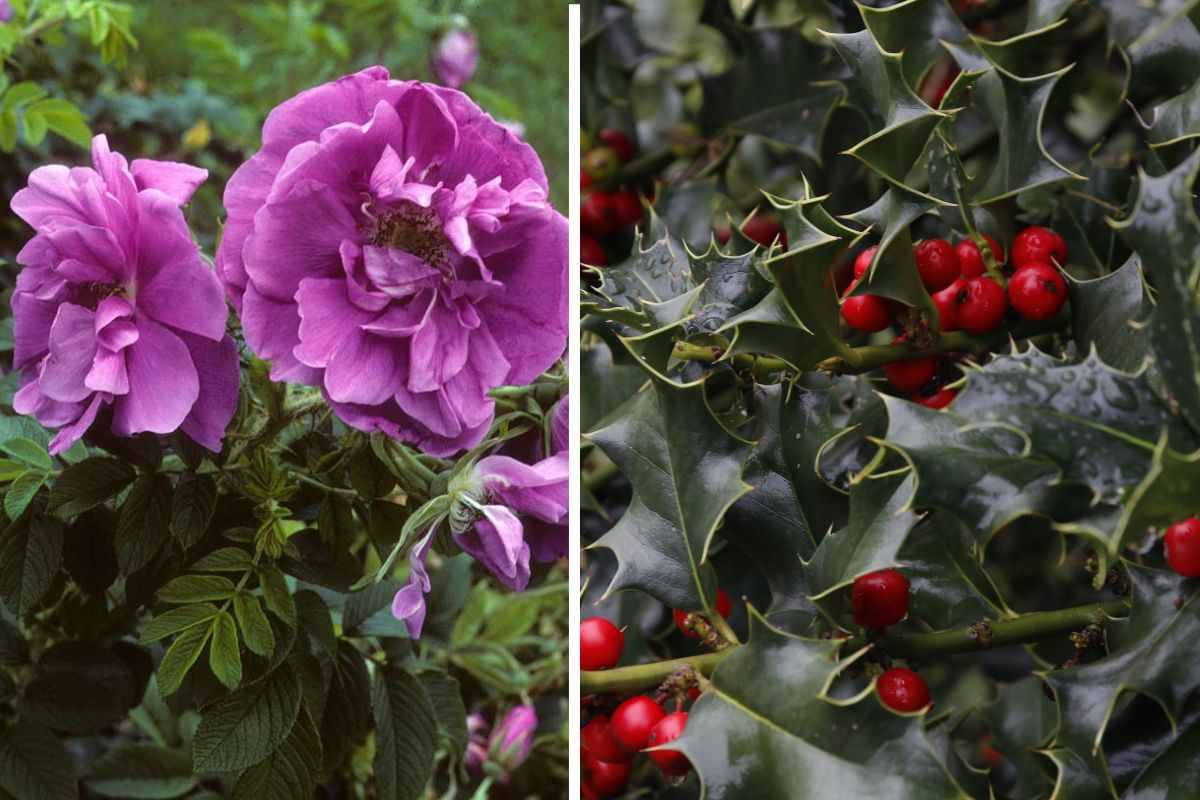 quali piante scegliere per giardino autunnale