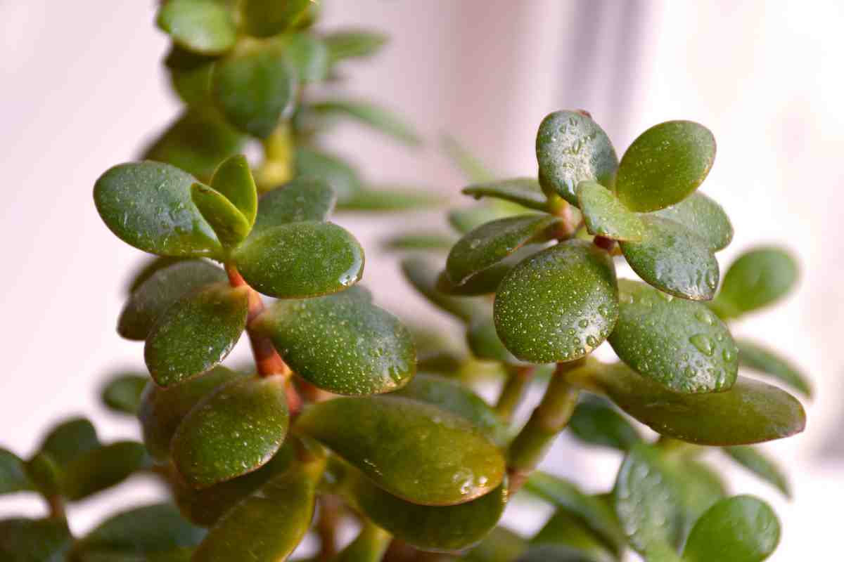 Far fiorire la Crassula Ovata