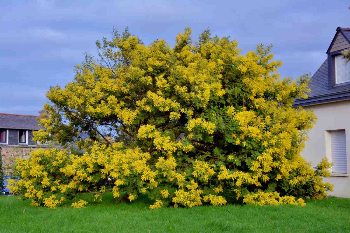 Curare la mimosa con freddo invernale