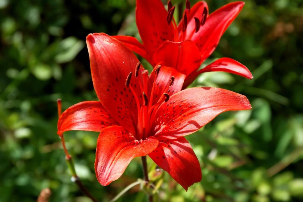 Cura dell’Amaryllis in inverno