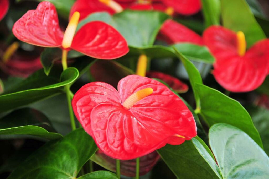 Ecco perchè l'Anthurium ha le foglie gialle