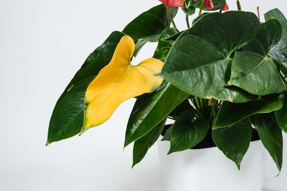 Cause e rimedi per le foglie gialle dell'Anthurium 