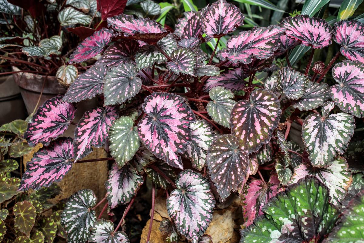 Piante dalle foglie rosse per colorare il Natale