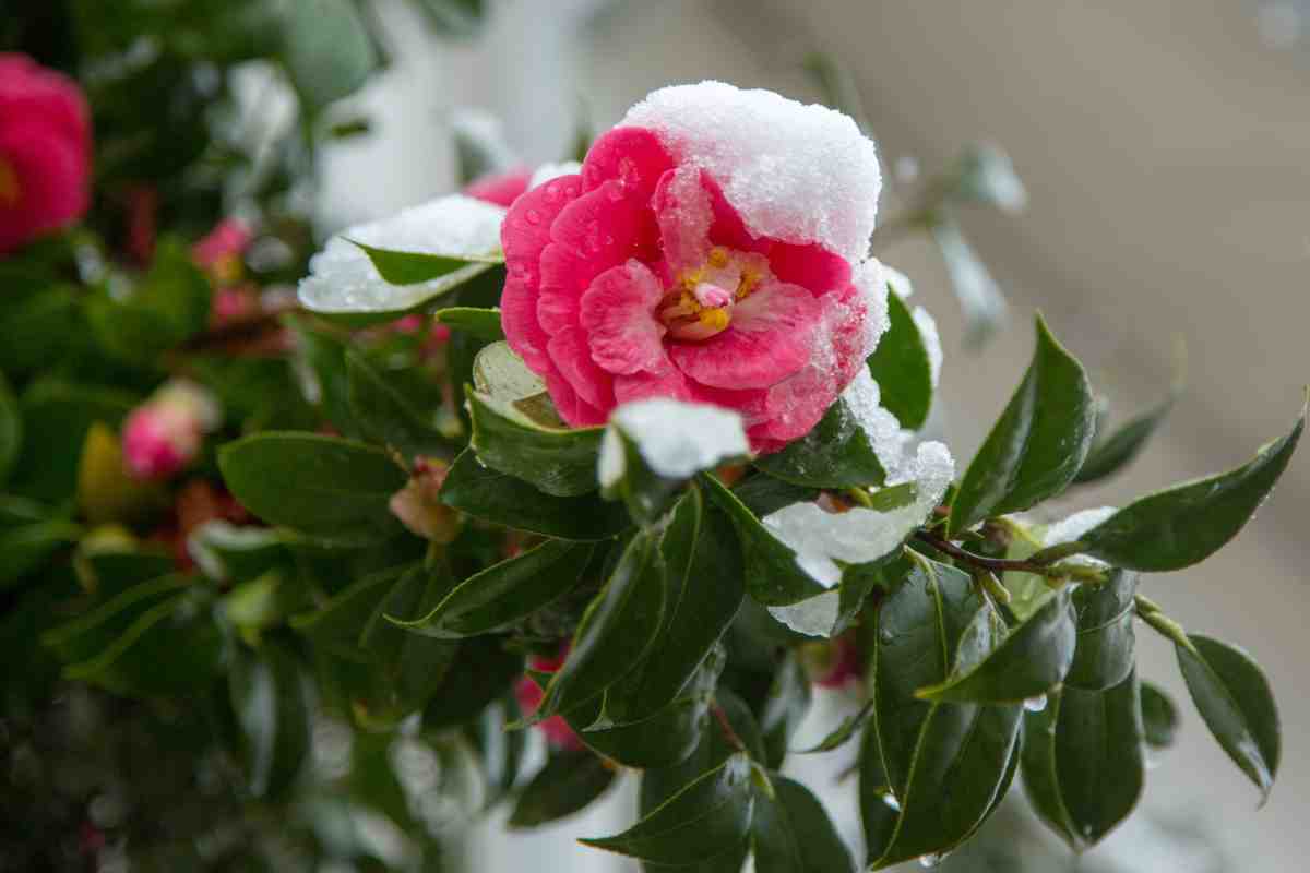 Ecco come proteggere la camelia dal gelo dell'inverno