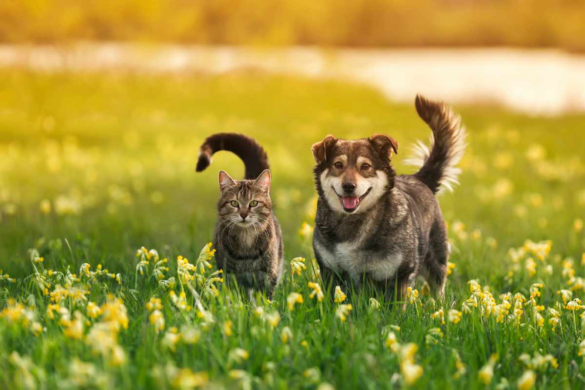 Cosa vuol dire sognare cani e gatti