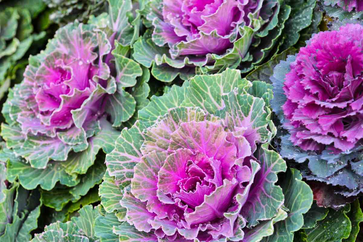 Le piante che fioriscono in novembre e fanno bello il giardino