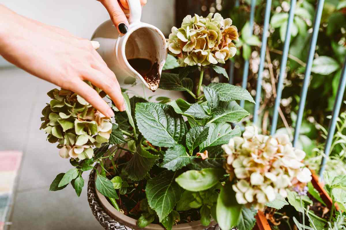 Concimare le piante con i fondi del caffè: ecco come