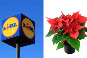 Lidl e le piante e decorazioni di Natale