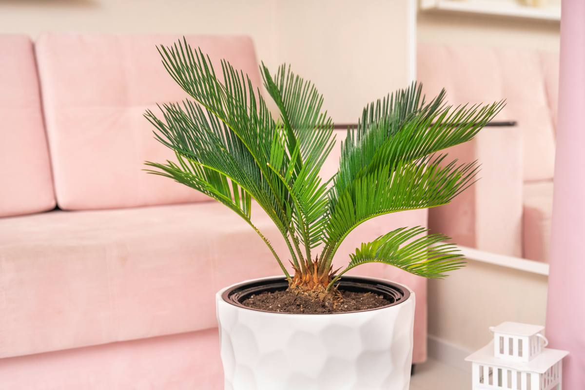 Come evitare di comprare altre cycas