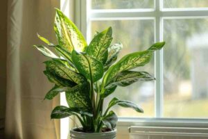 Dieffenbachia: rende più bella la casa