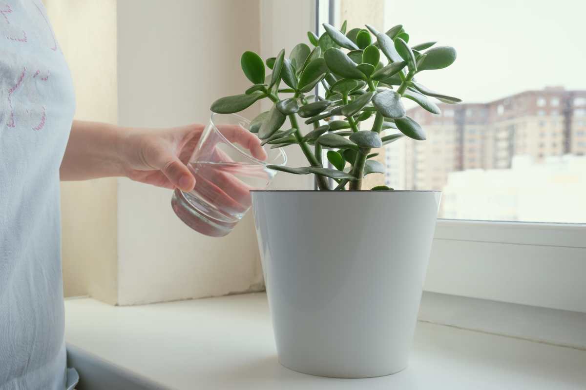 Le foglie gialle dell'Albero di Giada: ecco come rimediare