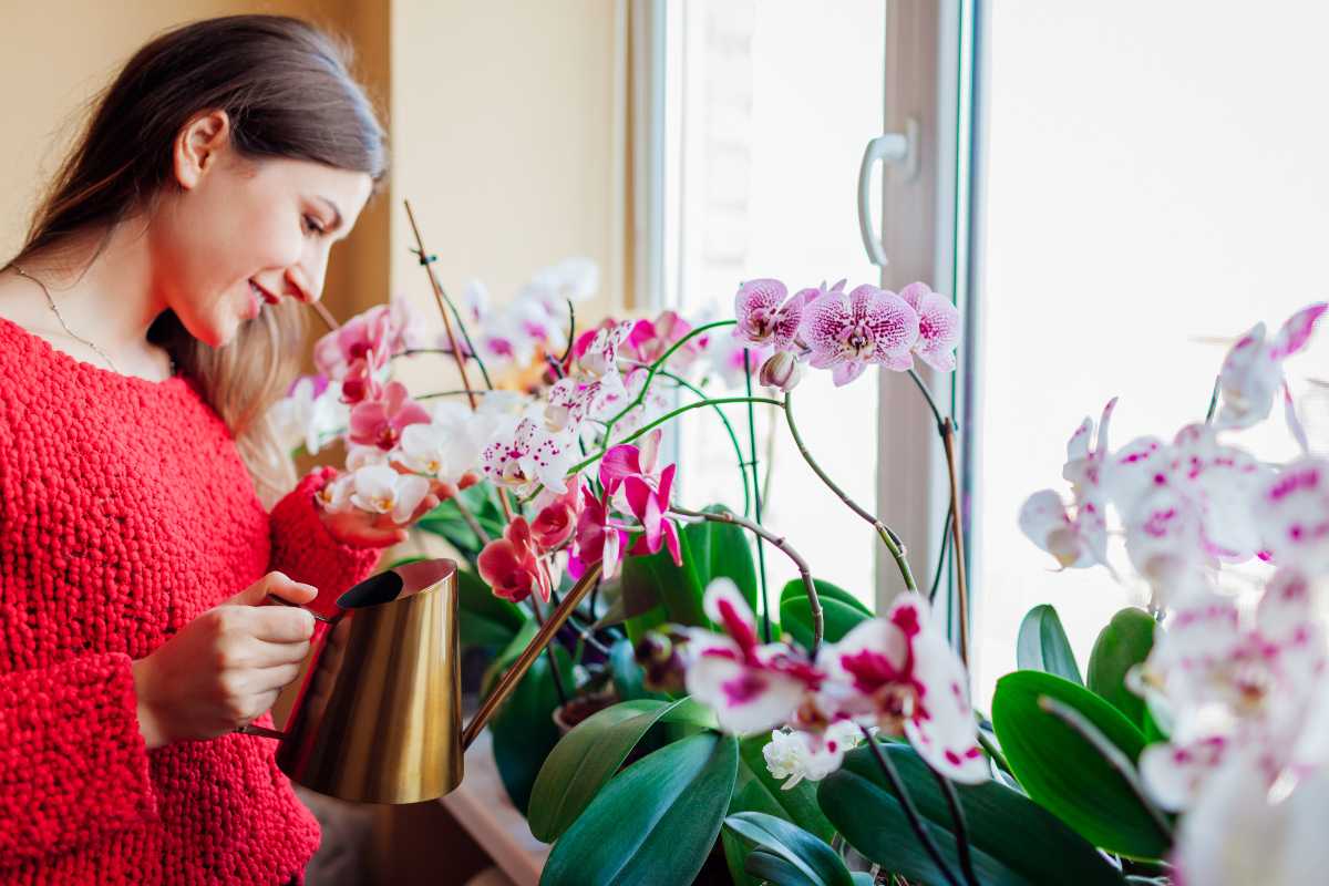 Come evitare che le orchidee marciscano: ecco la giusta irrigazione