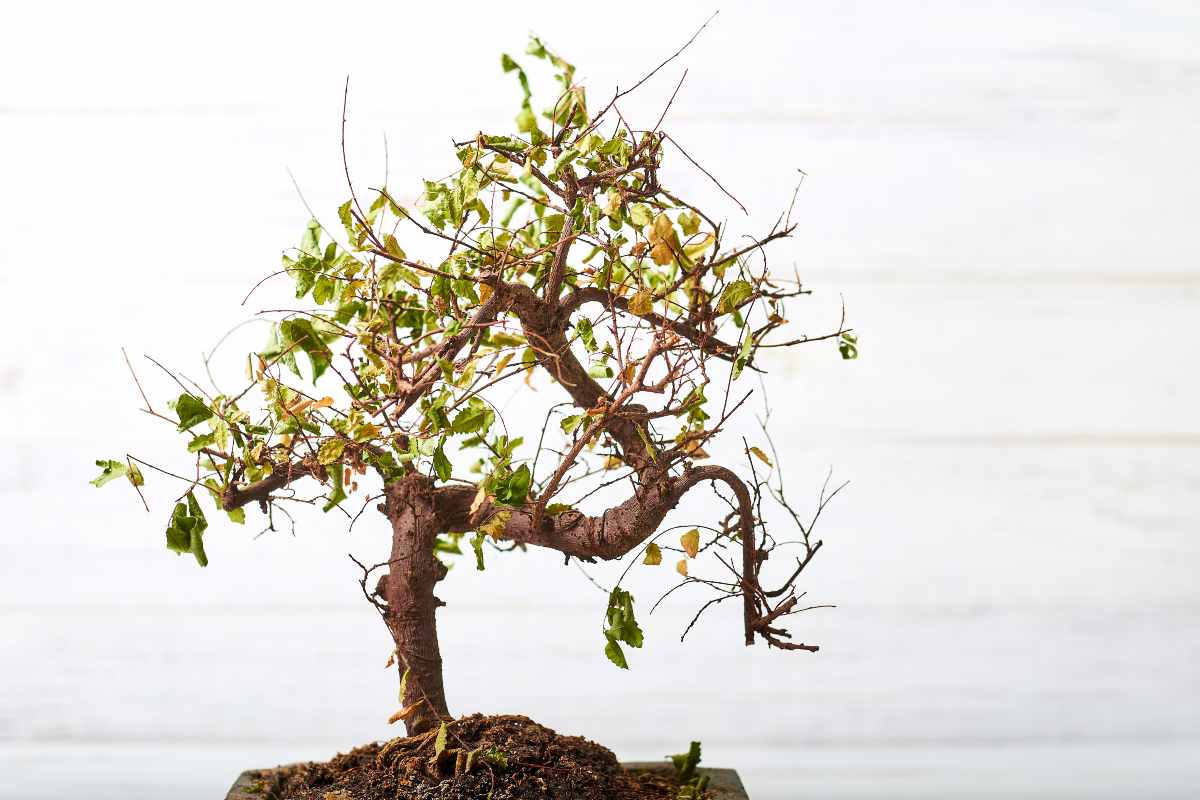 Perchè il Ficus bonsai perde le foglie