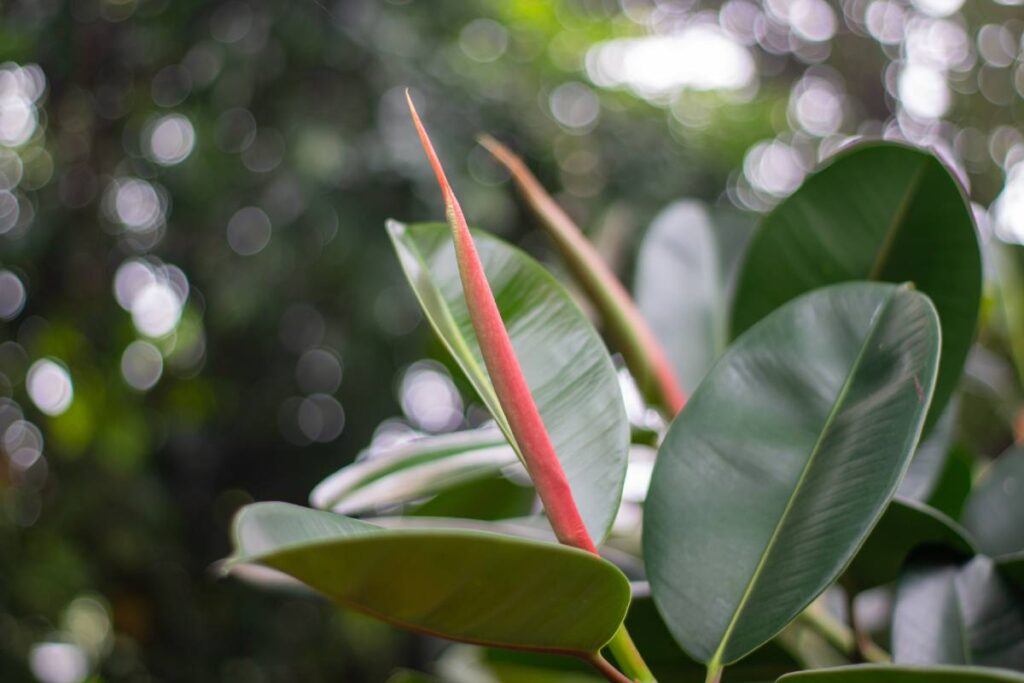 Ecco perché il ficus elastica perde le foglie