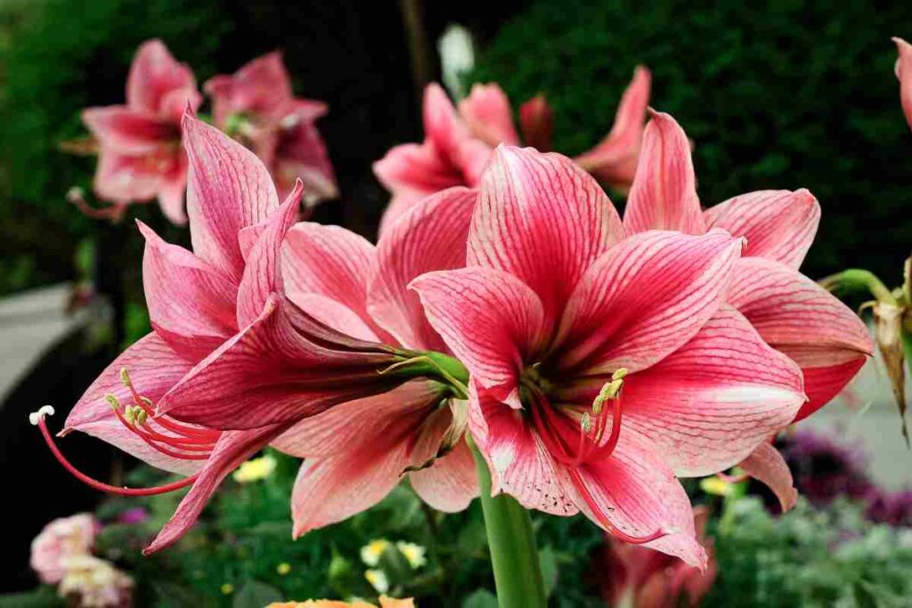 Un vaso trasparente di forte impatto per gli Amaryllis