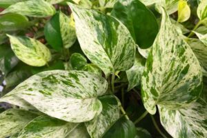 Muffa nel terriccio del pothos: ecco come fare per prevenirla