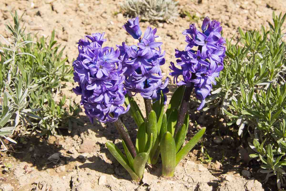 Coltivare i bulbi in autunno per farli fiorire in primavera