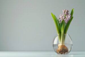 Ecco come coltivare il giacinto in acqua in casa