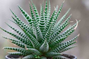 Come moltiplicare l'Haworthia: ecco 3 metodi