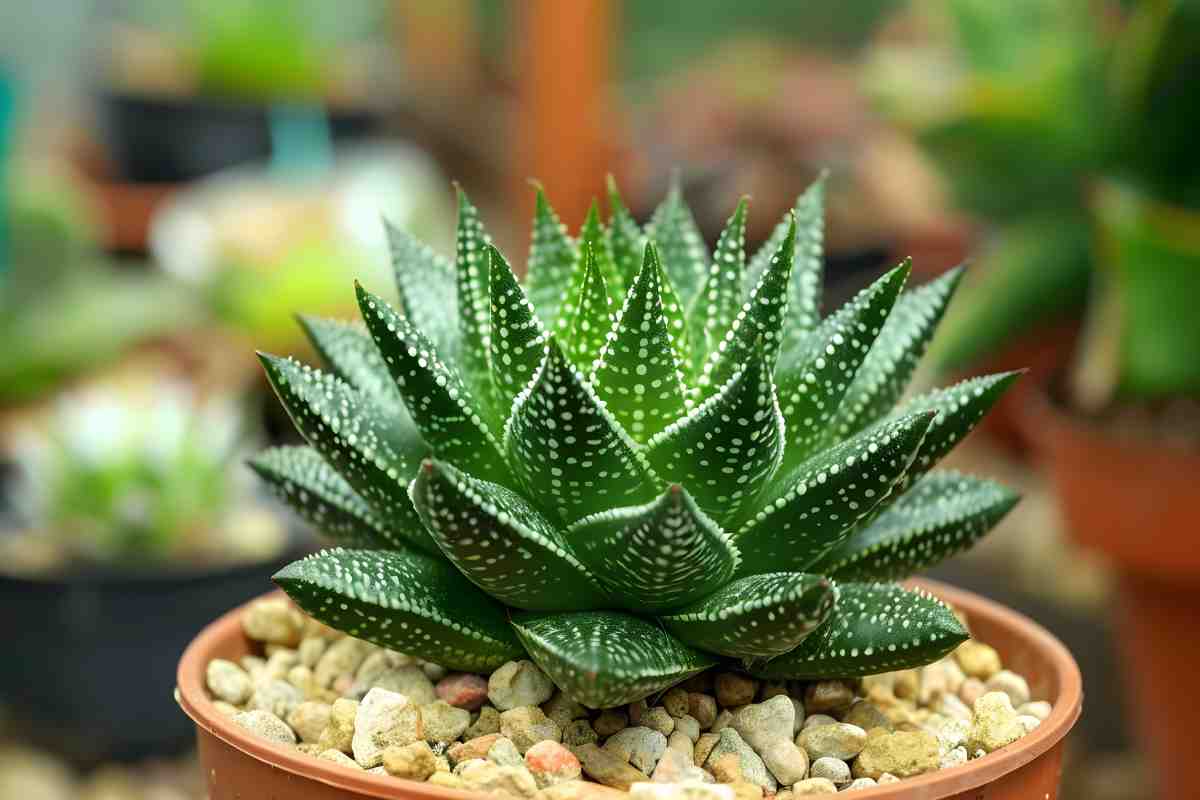 Moltiplicazione dell'Haworthia: 3 tecniche efficaci