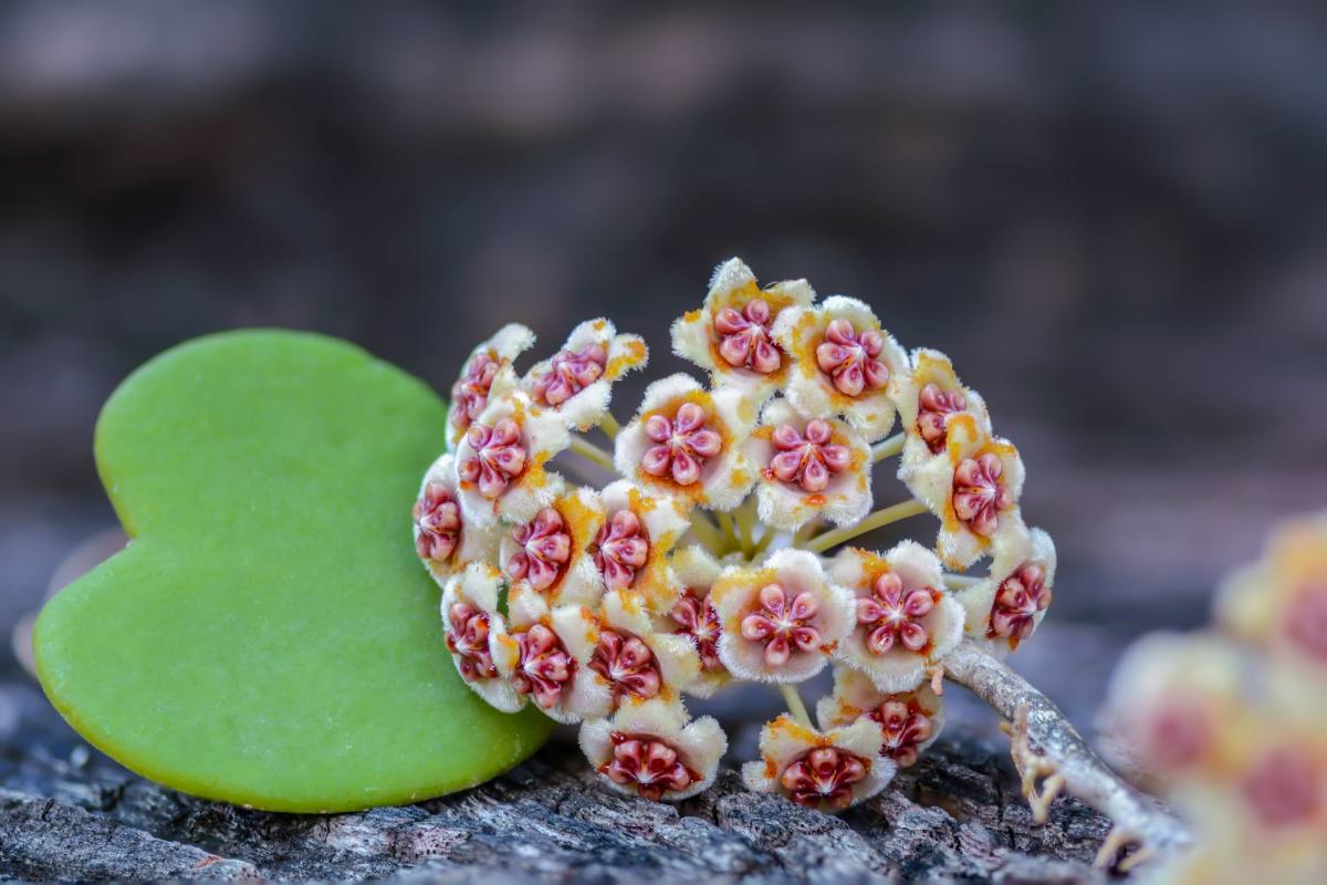 Hoya Kerrii, la pianta dell'amore a forma di cuore