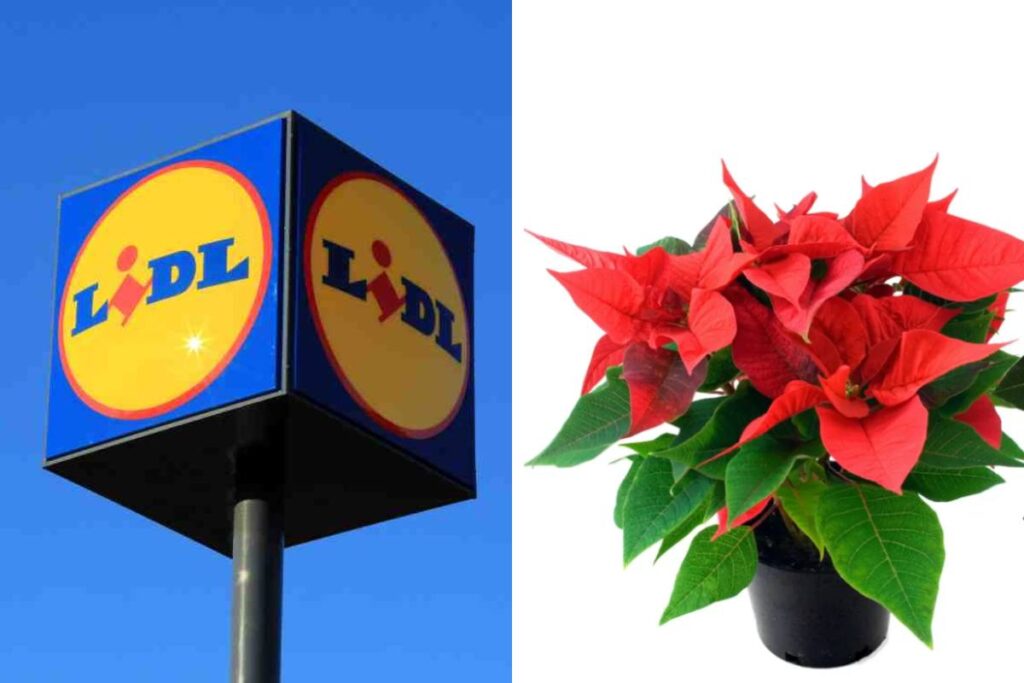 Offerte natalizie su abeti e stelle di Natale da Lidl