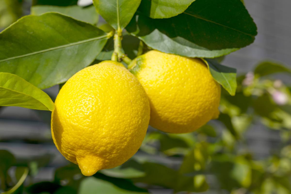 Ecco perchè le foglie del limone cadono