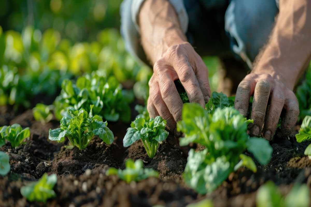 Piante dell'orto di novembre