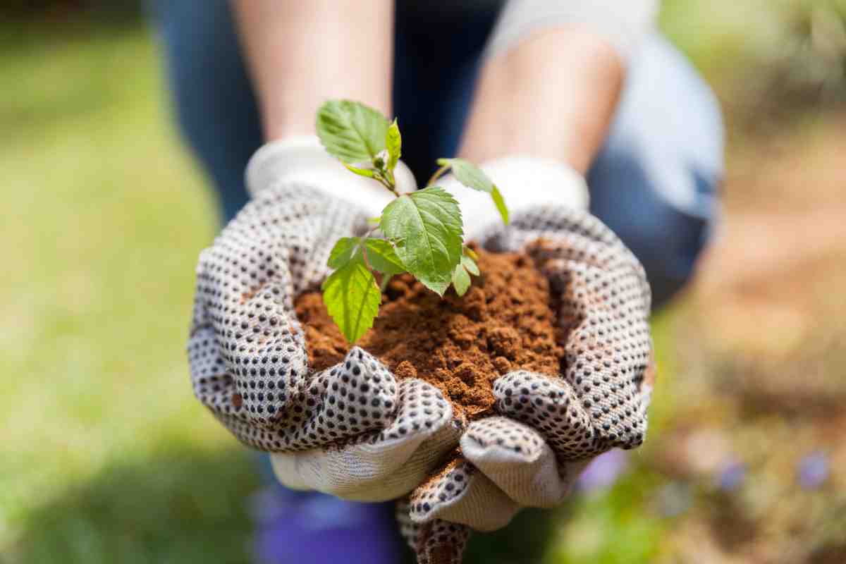 Usare le bucce delle arachidi per fare giardinaggio