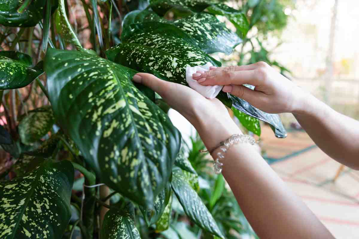 La Dieffenbachia è perfetta per la casa