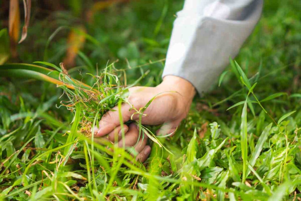 Ecco i trucchi per un giardino libero da erbacce autunnali